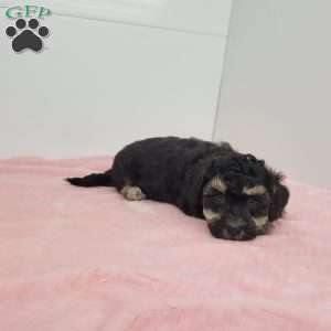 Barb, Bich-Poo Puppy