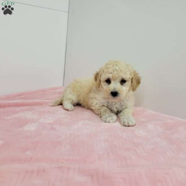 Beth, Bich-Poo Puppy