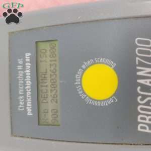 Brenda, Bich-Poo Puppy