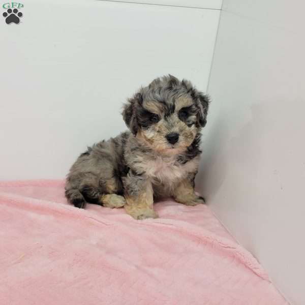 Brenda, Bich-Poo Puppy