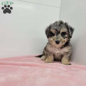 Brenda, Bich-Poo Puppy