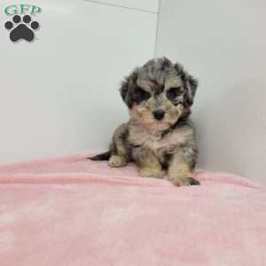 Brenda, Bich-Poo Puppy