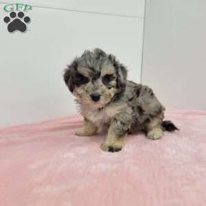 Brenda, Bich-Poo Puppy