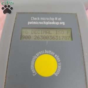 Bella, Bich-Poo Puppy