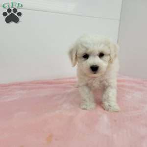 Bella, Bich-Poo Puppy