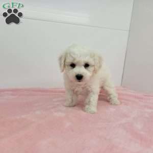 Bella, Bich-Poo Puppy