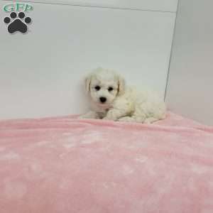 Bella, Bich-Poo Puppy