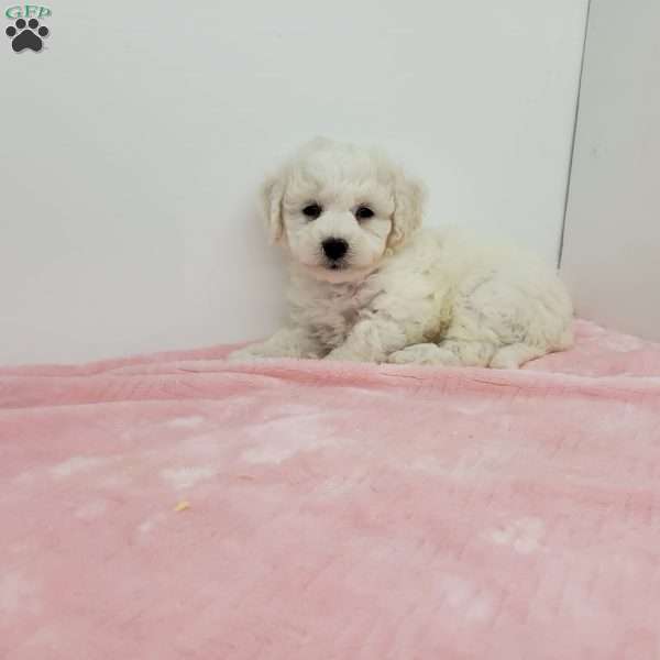 Bella, Bich-Poo Puppy