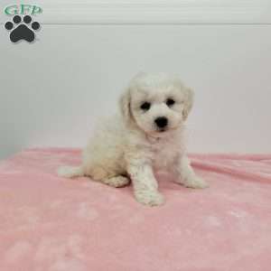 Bella, Bich-Poo Puppy