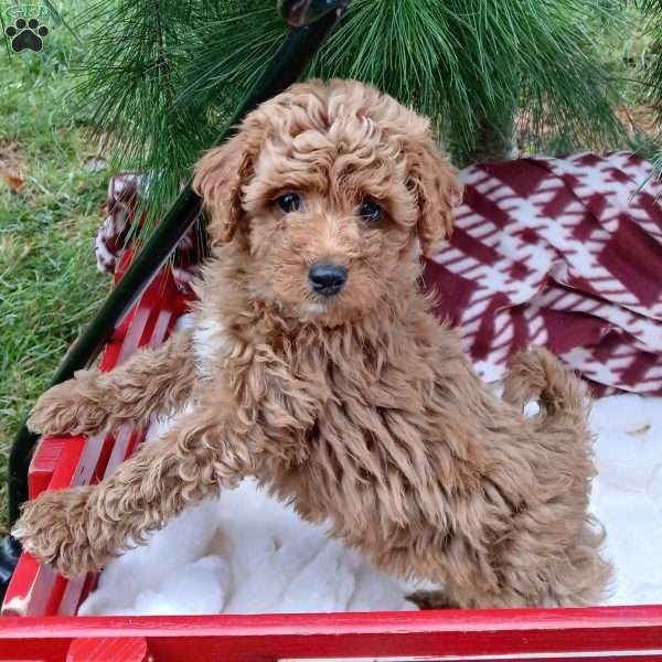 Cinnamon, Toy Poodle Puppy