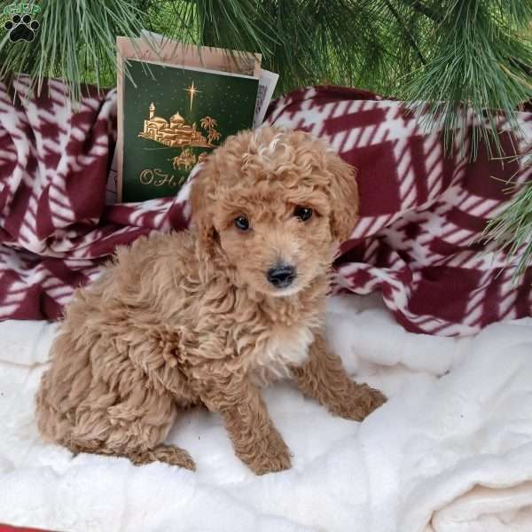 Gingerbread, Toy Poodle Puppy