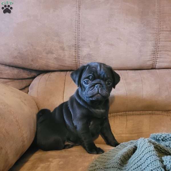 Milo, Pug Puppy