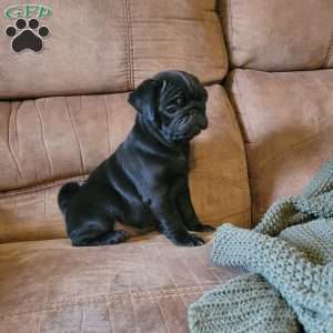 Milo, Pug Puppy
