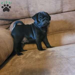 Milo, Pug Puppy