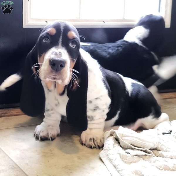 Lucy, Basset Hound Puppy