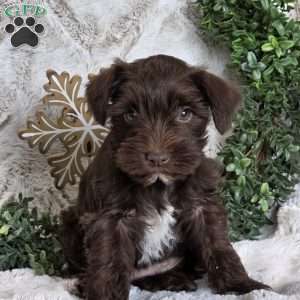 Shayna, Miniature Schnauzer Puppy