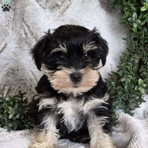 Shakira, Miniature Schnauzer Puppy