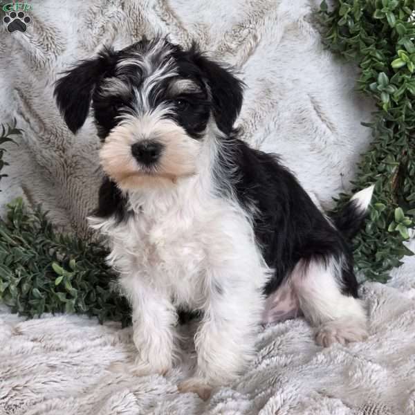 Sawyer, Miniature Schnauzer Puppy