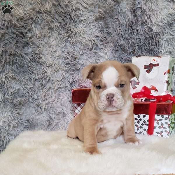 Ruby, English Bulldog Puppy