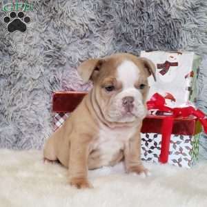 Ruby, English Bulldog Puppy