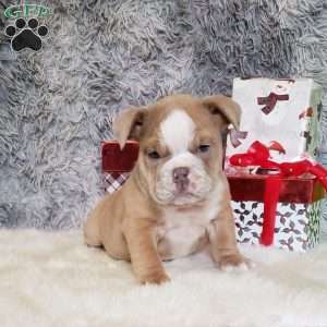 Ruby, English Bulldog Puppy