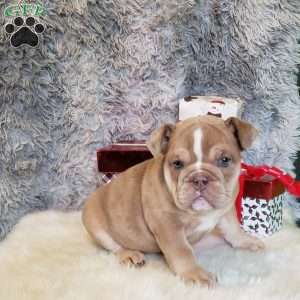 Ivory, English Bulldog Puppy