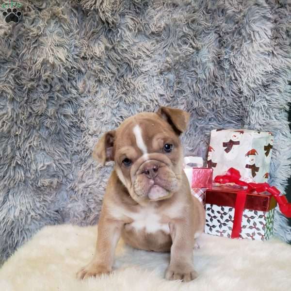 Ivory, English Bulldog Puppy