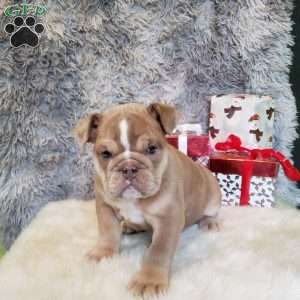 Ivory, English Bulldog Puppy