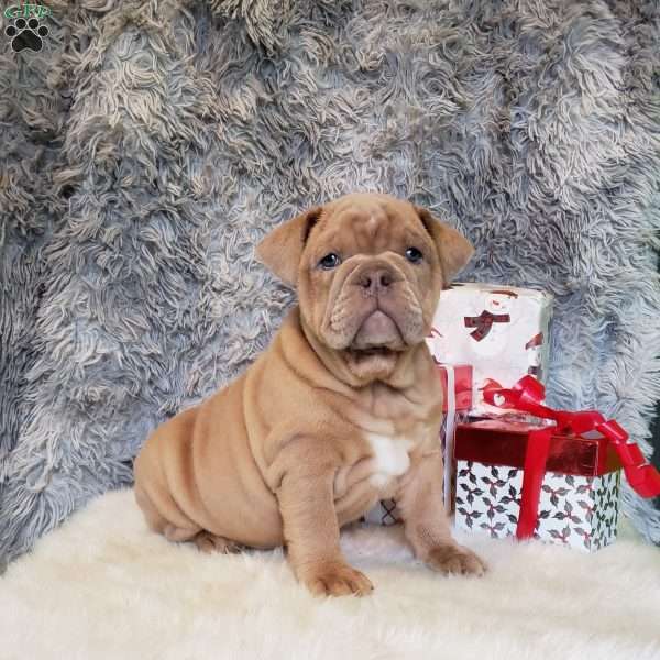 Olive, English Bulldog Puppy