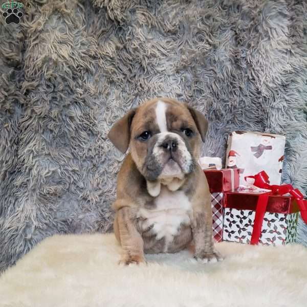 Scarlet, English Bulldog Puppy