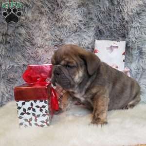 Slate, English Bulldog Puppy