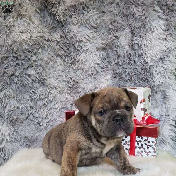 Slate, English Bulldog Puppy