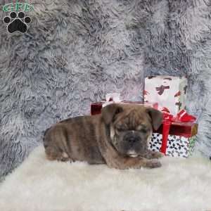 Slate, English Bulldog Puppy