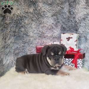 Jade, English Bulldog Puppy