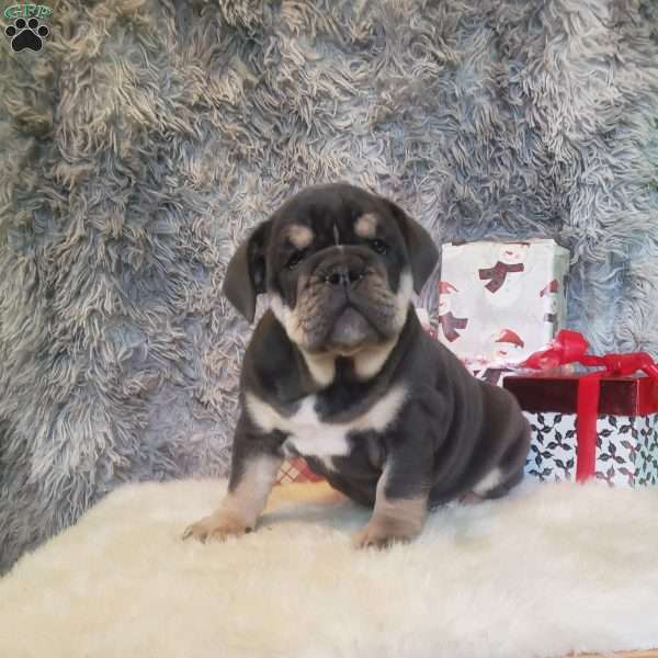 Jade, English Bulldog Puppy