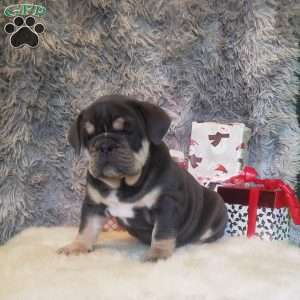 Jade, English Bulldog Puppy