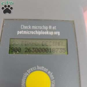 Hellen, Havapoo Puppy