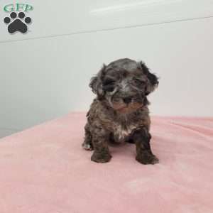 Hellen, Havapoo Puppy