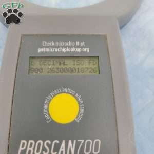 Harper, Havapoo Puppy