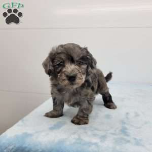 Harper, Havapoo Puppy