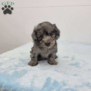 Harper, Havapoo Puppy