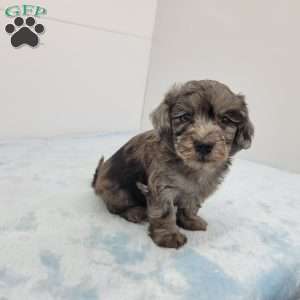 Harper, Havapoo Puppy