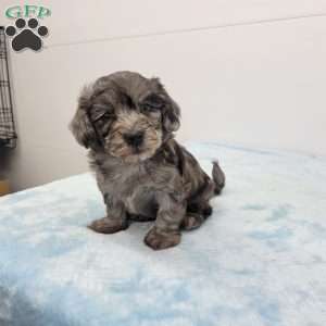 Harper, Havapoo Puppy