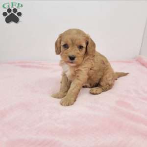 Cindy, Cavapoo Puppy