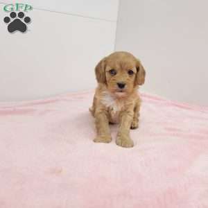 Cindy, Cavapoo Puppy
