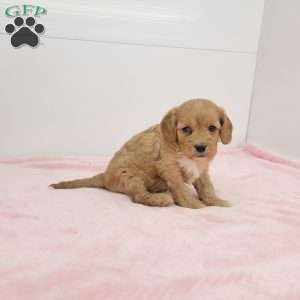 Cindy, Cavapoo Puppy