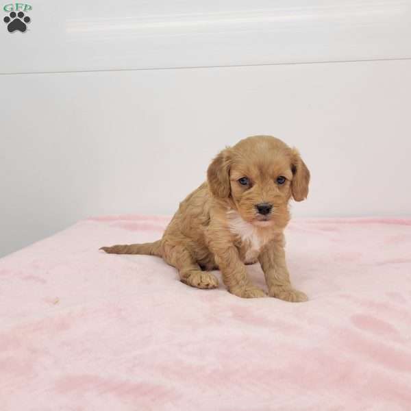 Cindy, Cavapoo Puppy