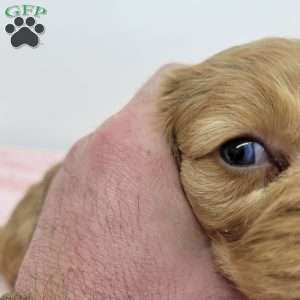 Cindy, Cavapoo Puppy