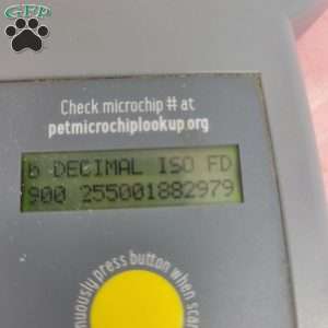 Cindy, Cavapoo Puppy