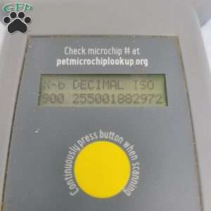 Cleason, Cavapoo Puppy